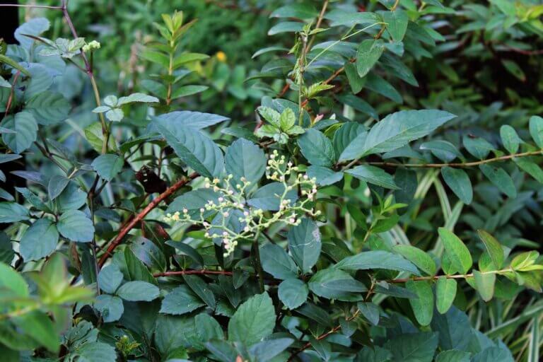 驚異的なヤブガラシが生い茂る写真